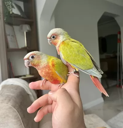 Suncheek Konur Bebekler