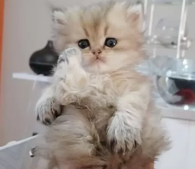 British Longhair Kedisi
