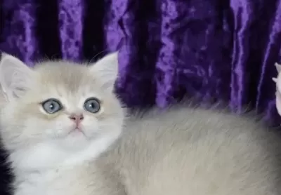 British Shorthair Yavrumuz