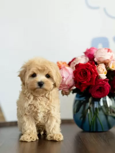 Maltipoo Yavrular Aşılı İrk Garantili