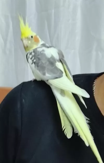 Harika Erkek Sultan