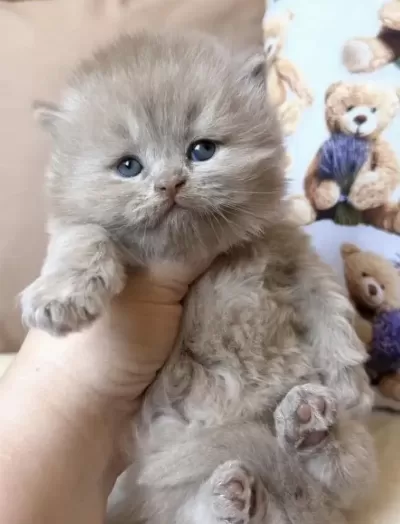 British Longhair Yavru