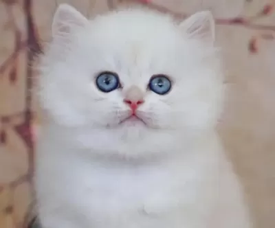 British Longhair Beyaz Yavru
