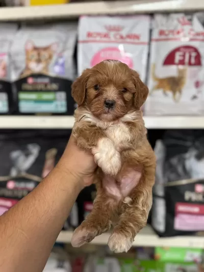Alerjenik Maltipoo Bebeklerimiz