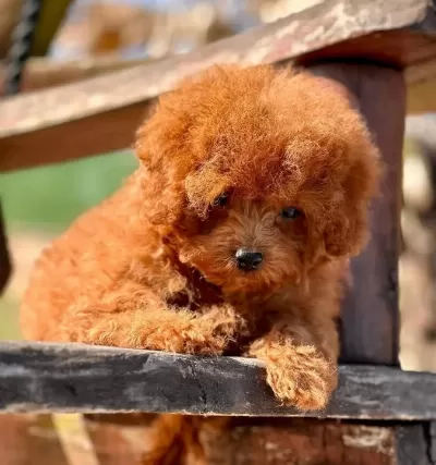 Türki Yeni N En Özel Poodle Çi Fli Ği Nden Hari Ka Yavrular
