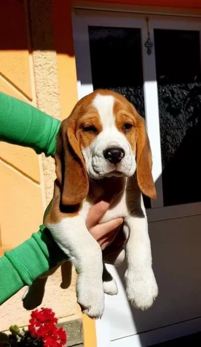 Shoe Kalite Safkan Elizabeth Beagle Yavrular