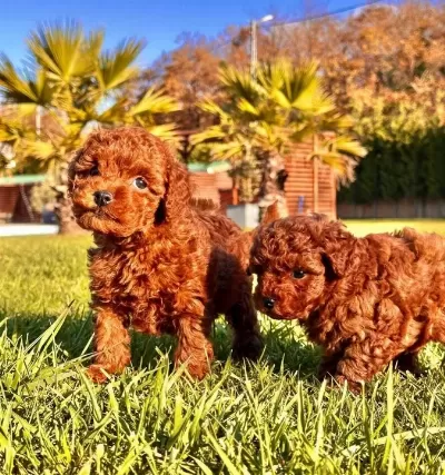 Bi R Bi Ri Nden Güzel Efsane Poodle Yavrulari I Stanbul