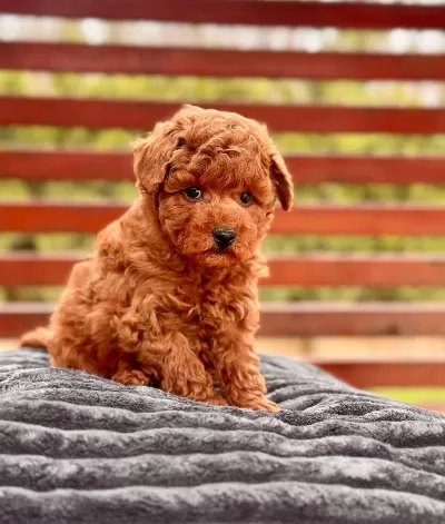 Zekası Ve Hipoalerjenik Yapısıyla Toy Poodle Yavruları