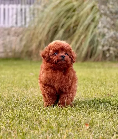 Kızıl Kahve Toy Poodle Yavruları I Stanbul