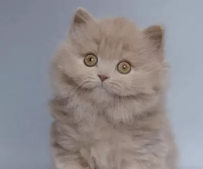 British Longhair Sağlikli Kedimiz
