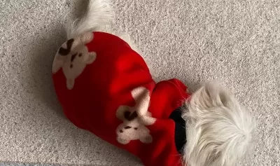 Çok Şirin Maltes Terrier Yavruu