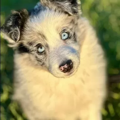 Blue Marley Border Collie Yavrularımız