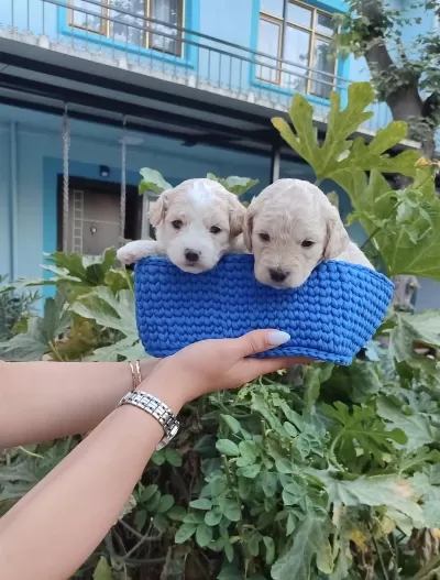 Dişi Erkek Safkan Maltipoo Yavrularimiz