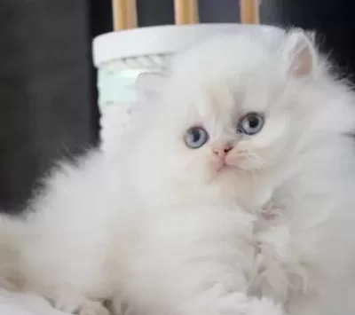 British Longhair Beyaz Kedimiz