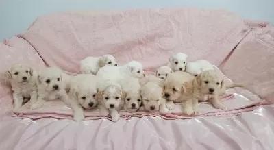 İrk Ve Sağlik Garantili Maltipoo Yavrular