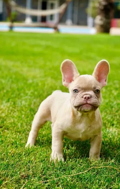 Muhteşem Renk French Bulldog Yavruları