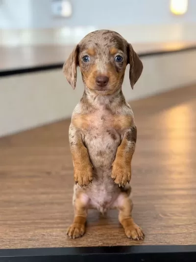 Çiftliğimizden Dachshund Sosis Egzotik Bebekler