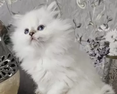 British Longhair Kediler