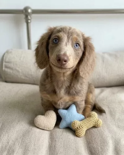 İsabella Tan Dachshund Longhair Sosis Bebekler