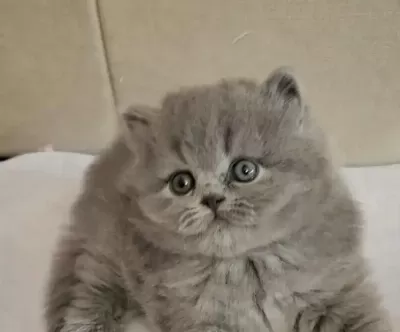 British Longhair Yavrumuz