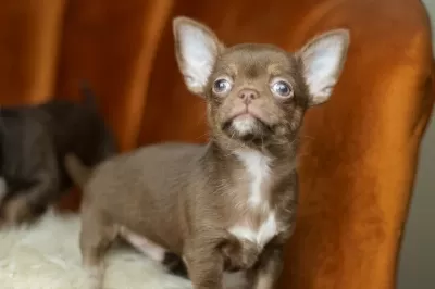 Egzotic Teacup Chihuahua