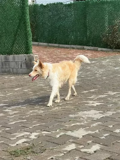 Border Collie Köpeğimiz İçin Anlayan Yazsın Lütfen
