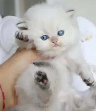 British Longhair Kedisi
