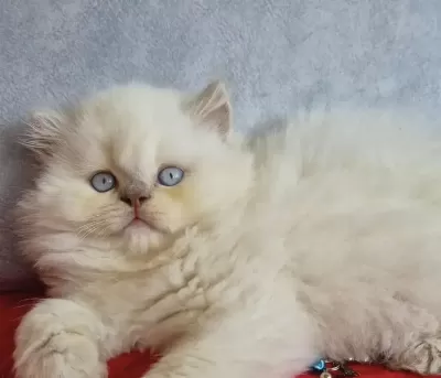 British Longhair Sağlikli Kedimiz
