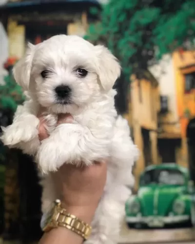 Kore Kan Maltese Terrier Yavrualrimiz