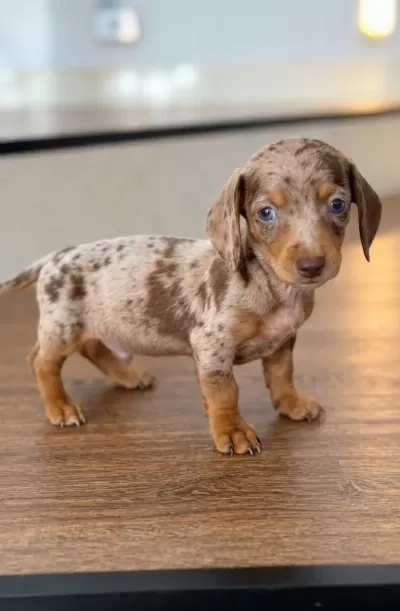 Egzotik Sosis Dachshund Bebekler Merle