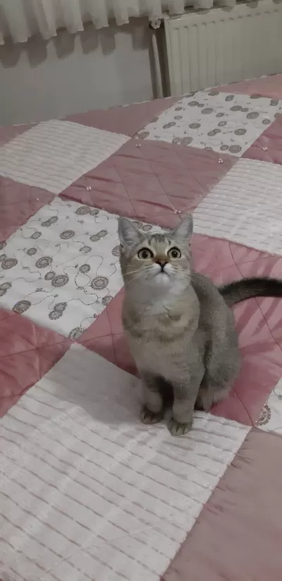 Black Golden British Shorthair Fıstık