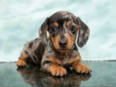 Özel Merle Dachshund Bebeklerimiz A Kalite
