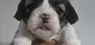 A Kalite Shih Tzu Bebekler