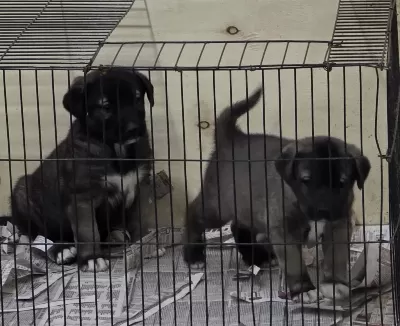 Kara Kangal Yavrusu Kaçirmayin