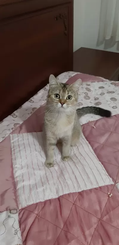 British Shorthair Güzel Kızımız