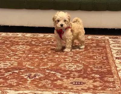 Samsun Atakum Maltipoo Yavru