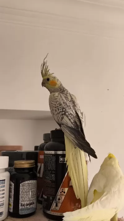 2 Aylık Yavru Sultan Papağanları