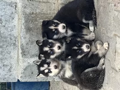 Yeni Doğan Husky Yavrusu