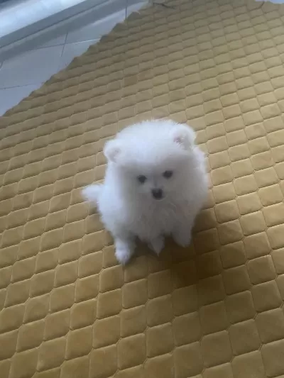 Pomeranian Boo Kar Beyaz 2 Aylık Erkek