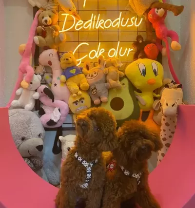 Irk Ve Sağlık Garantili Premium Toy Poodle Yavruları Rez Açk