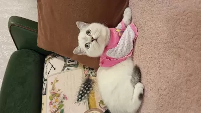 Güzeller Güzeli Dişi Kedilerimize Yuva Arıyoruz