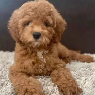 Kahve Tonlu Malti̇poo Ci̇nsi̇ Yavrular