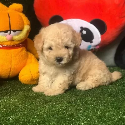 Dünya Tatlisi Maltipoo Yavrulari