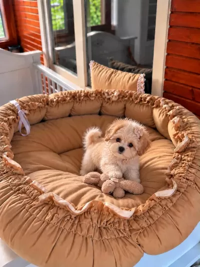 Üst Kalite Maltipoo Bebeklerimiz