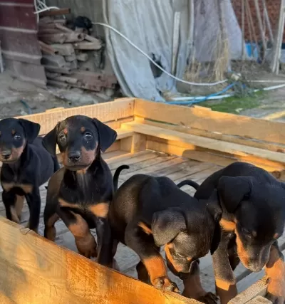 Doberman Yavrularimiz