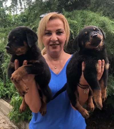 Muhteşem Koca Kafa Rottweiler Yavrularımız