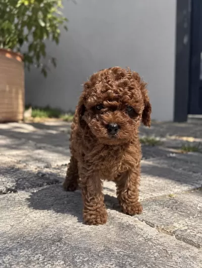 Görenin Bir Daha Baktiği Poodle Yavrulari