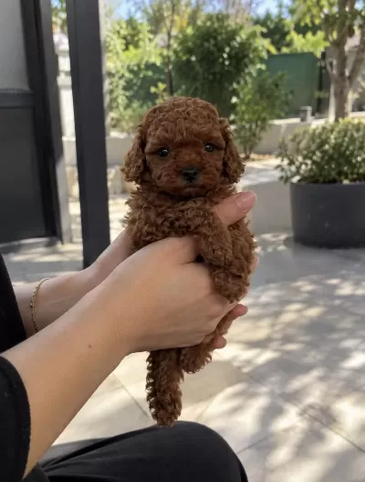 Poodle’da Doğru Adres, Güvenli Seçim