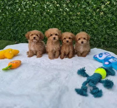 Aşili Pasaportlu Mikroçipli Maltipoo Yavrularimiz