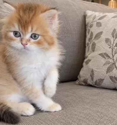 British Longhair Golden Ny Dişi Erkek Kardeşler